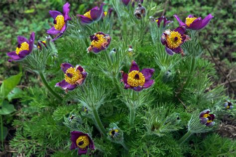 Pulsatilla vulgaris (Flor de Pasque)